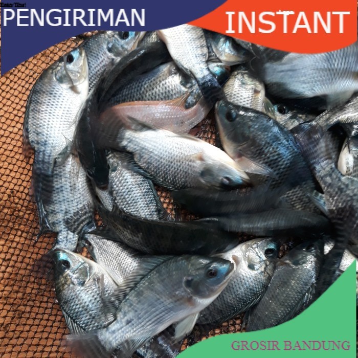 bibit/benih ikan nila hitam per setengah kg