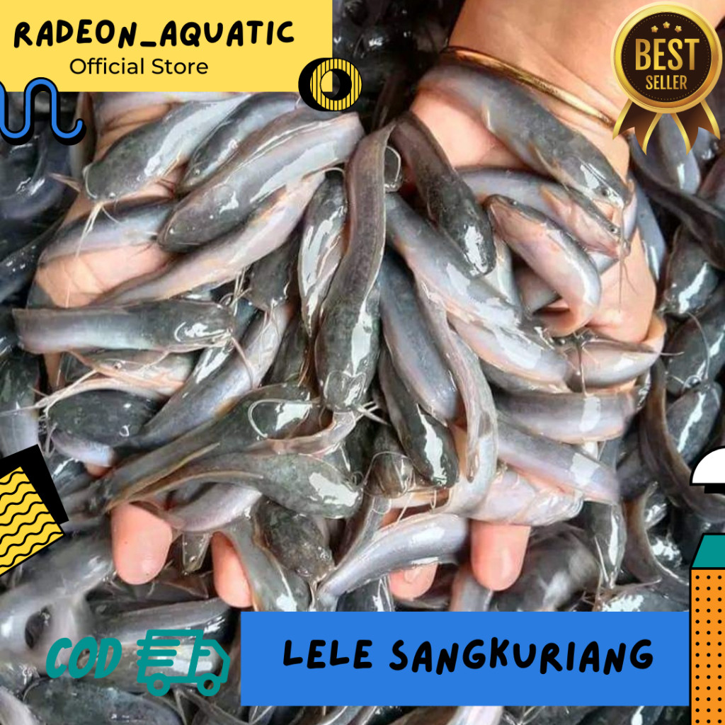 TERLARIS ReadyISI 150 LELE SANGKURIANG BERKUALITAS CEPAT BESAR / BIBIT LELE JUMBO SANGKURIANG MUTIAR