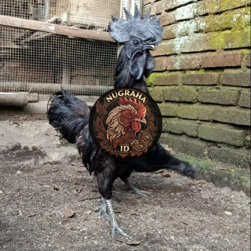 TELUR TETAS AYAM CEMANI SUPER NUGRAHA ID
