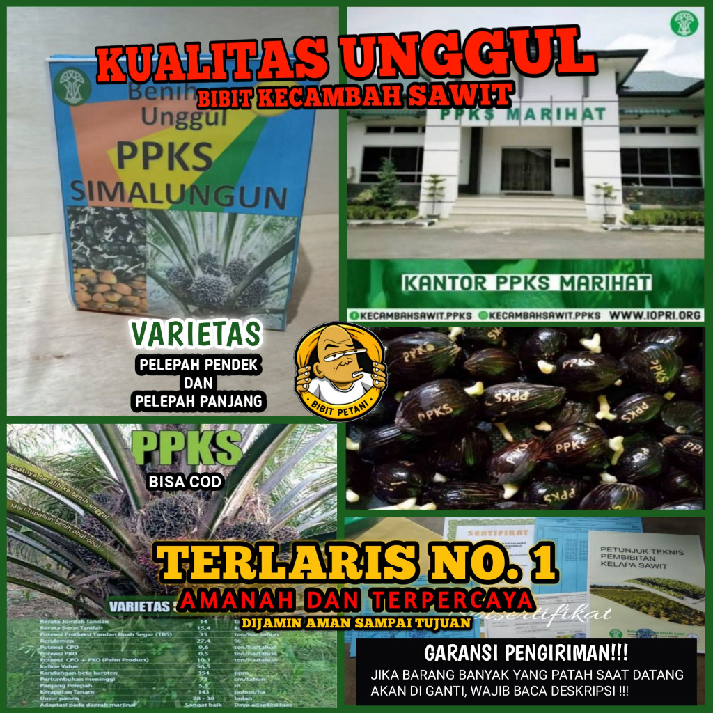 BIBIT SAWIT PPKS SIMALUNGUN UNGGUL BERSERTIFIKAT KECAMBAH POLONG BENIH BIBIT SAWIT UNGGUL ORIGINAL P