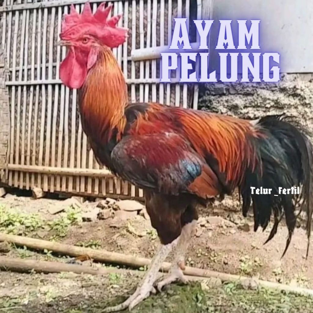 TELUR AYAM PELUNG ORIGINAL SUPER UNTUK DITETASKAN