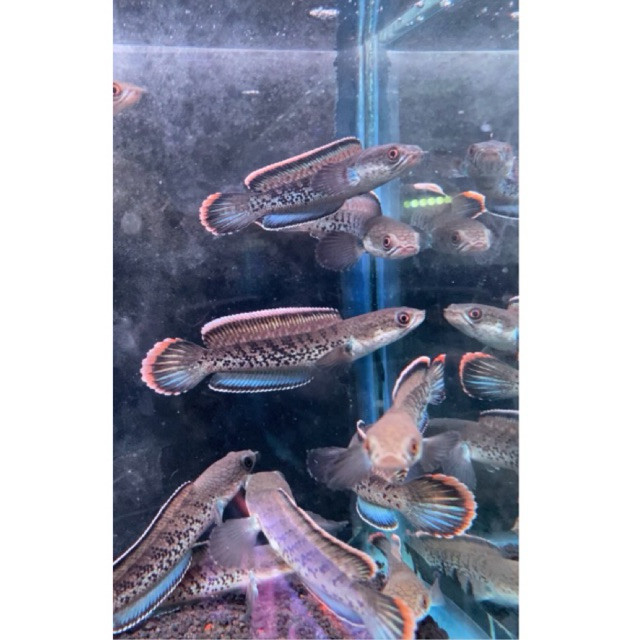 Stewarti Karbi 7-9 cm ori karbi