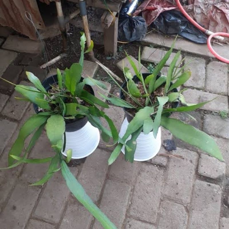 tanaman hias gantung Wijaya Kusuma putih hidup + dengan pot gantung rimbun tahan panas Semarang Jawa