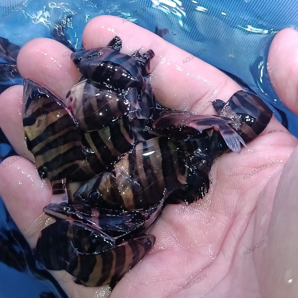 Golden Datz 4 Bar Grade AA CB CN 5-6cm / Datnoid Microlepis