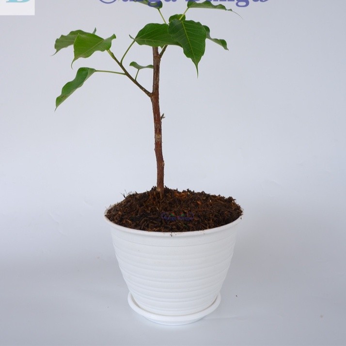 Tanaman Kayu Bodhi  (Ficus religiosa) Pohon Suci