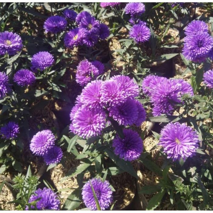 Pohon Pikok Bunga Ungu Tanaman Hias Pohon Pikok Ungu