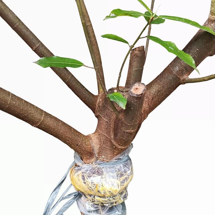 Bahan Bonsai Loa Cangkok Gaya Formal Prospek Kontes Karakter Kokoh untuk Tampilan Elegan