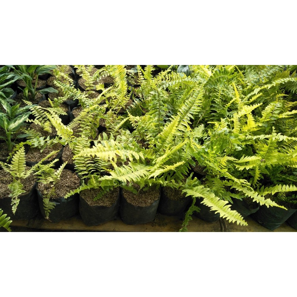 Tanaman hias bunga pakis boston varigata ( Nephrolepsis exaltata bostoniensis)- variegata - TitipBib