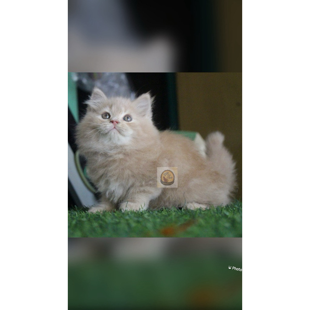 Kucing Persia Mix Munchkin Himalaya Maincoone Bigbone