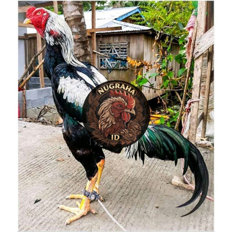 TELUR TETAS AYAM SHAMO jepang NUGRAHA ID