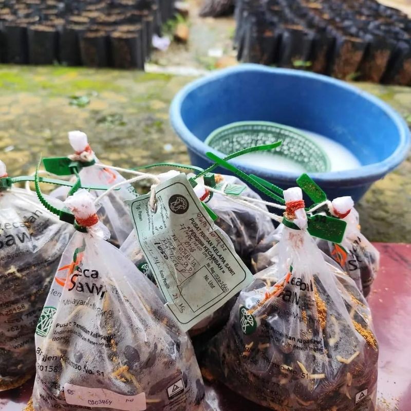 bibit cambah sawit ppks540 (harga perbungkus)