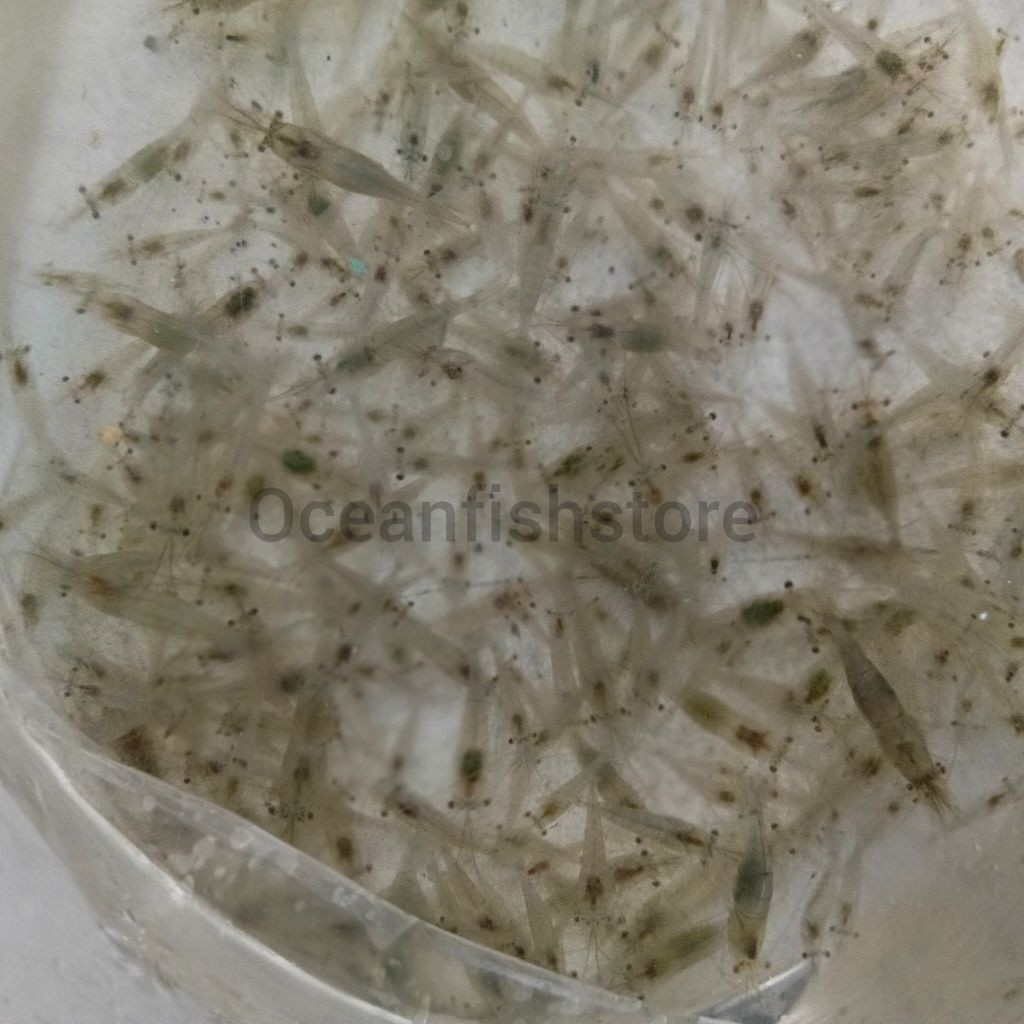 Udang Hidup Pakan Ikan predator arwana louhan Channa Oscar Perbungkus Isi 30-40 ekor