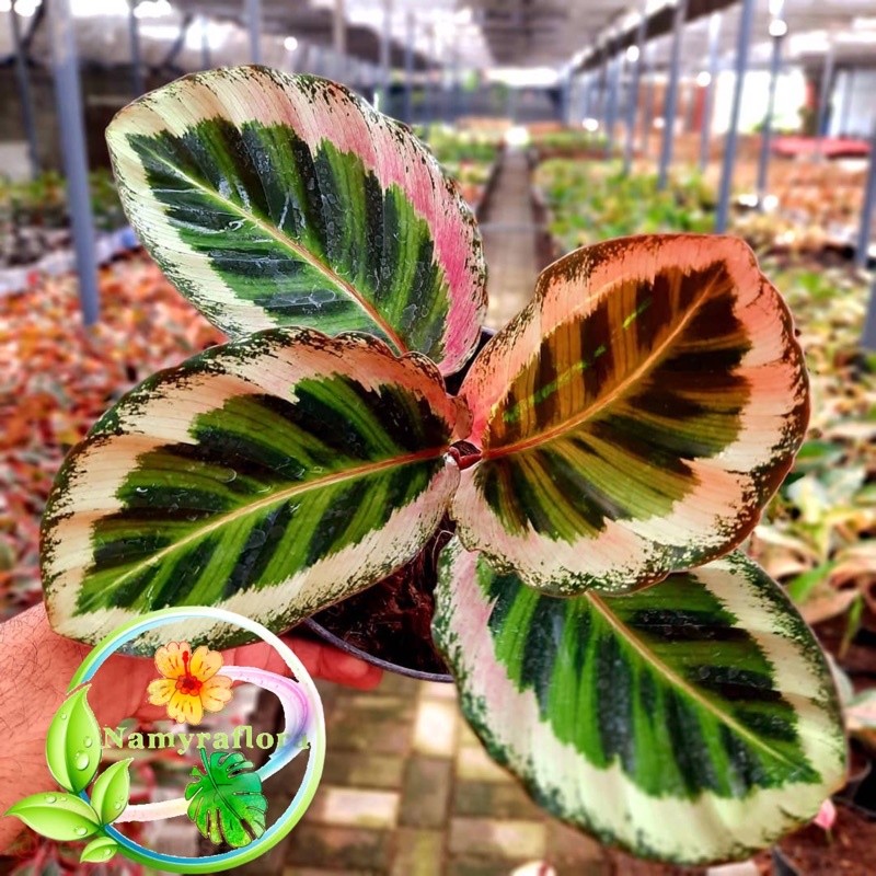 bibit bonggol calathea angela