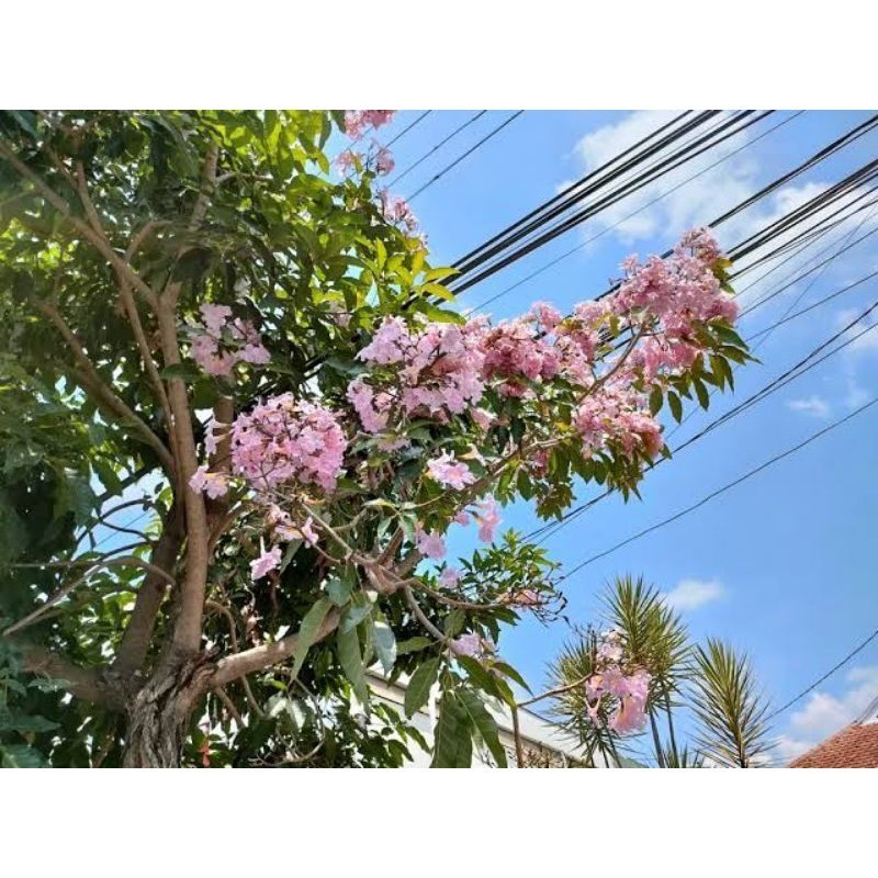 TANAMAN HIAS BIBIT POHON TABEBUYA PINK - SAKURA INDONESIA BUNGA PINK