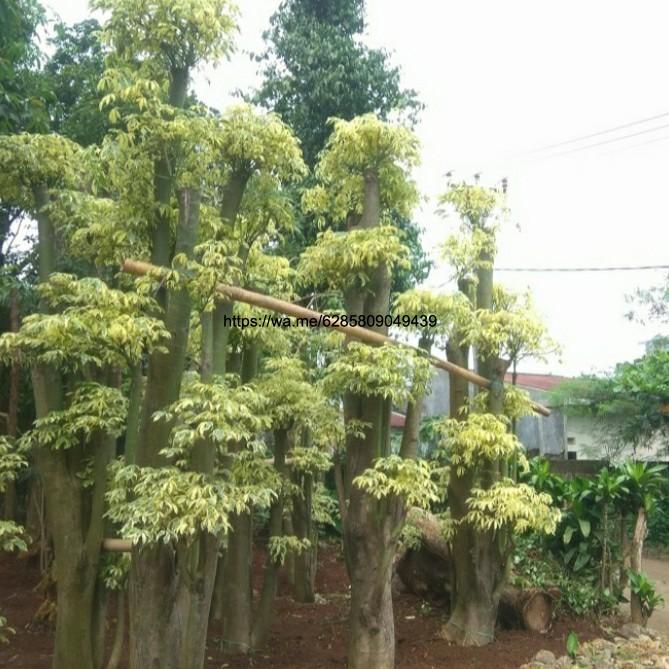 pohon Randu varigata kapuk kuning.