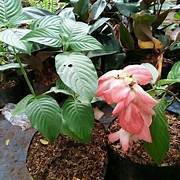 nusa indah pink-nusa indah