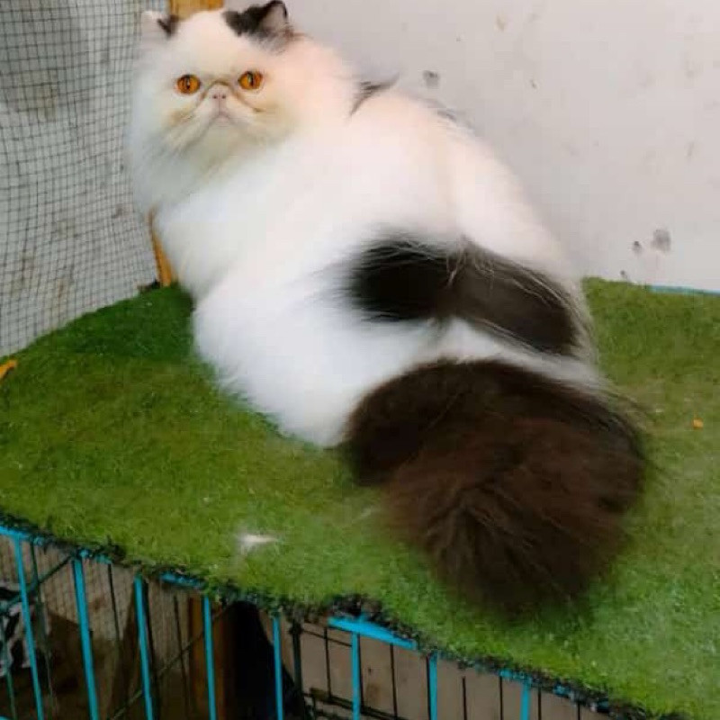 kucing persian peaknose gembul