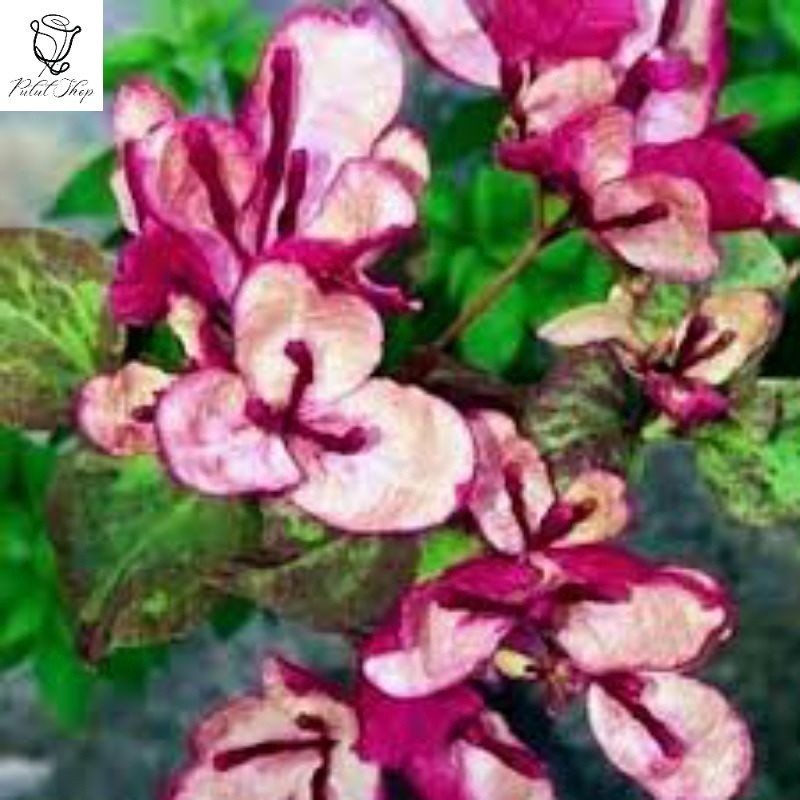 Bougenville Black Maria