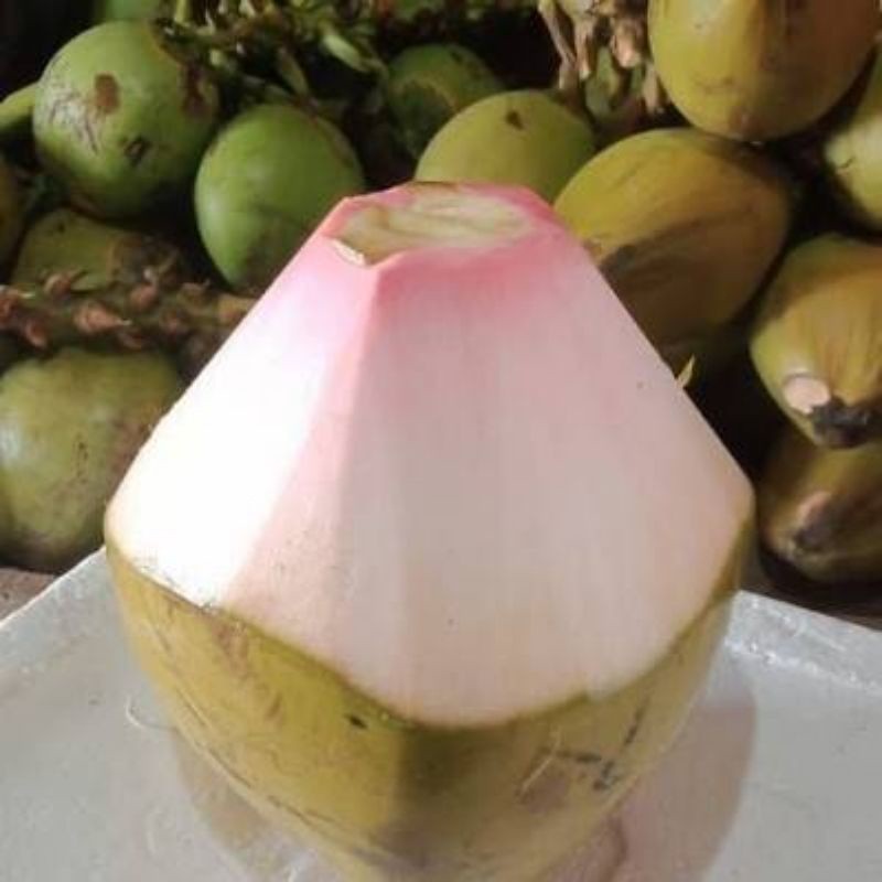Kelapa Hijau / Ijo Obat Asli Segar Pilihan
