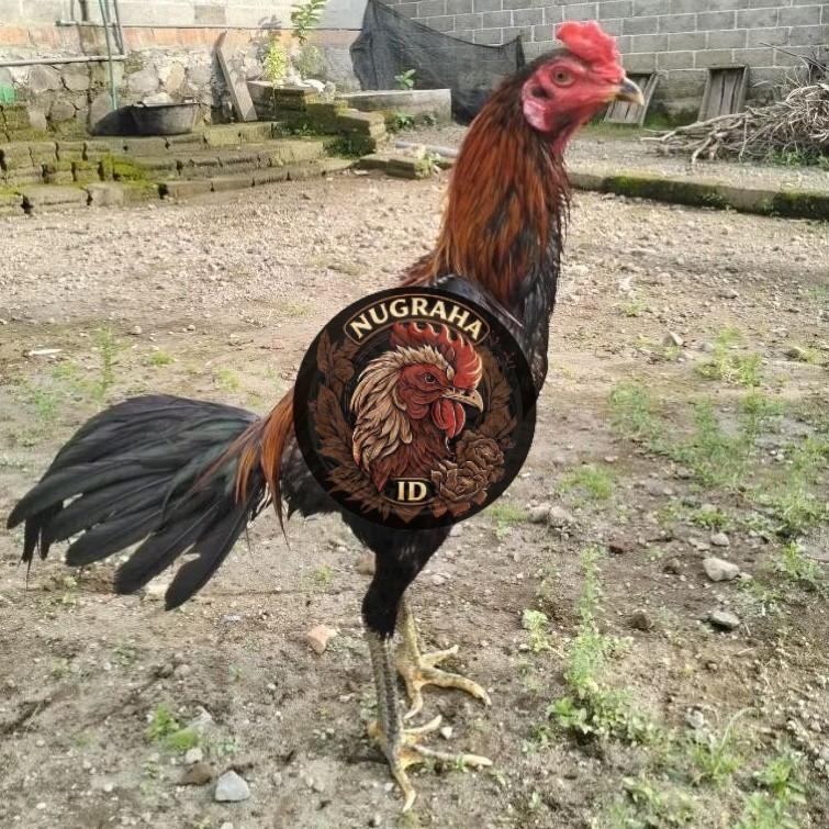 Telur Ayam Untuk Ditetaskan Telur Fertil Ayam Laga Koytradngon Cros Koytrad NUGRAHA ID