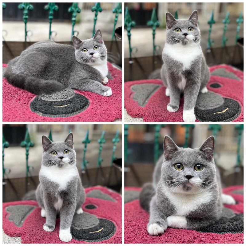 kucing british shorthair (BSH)