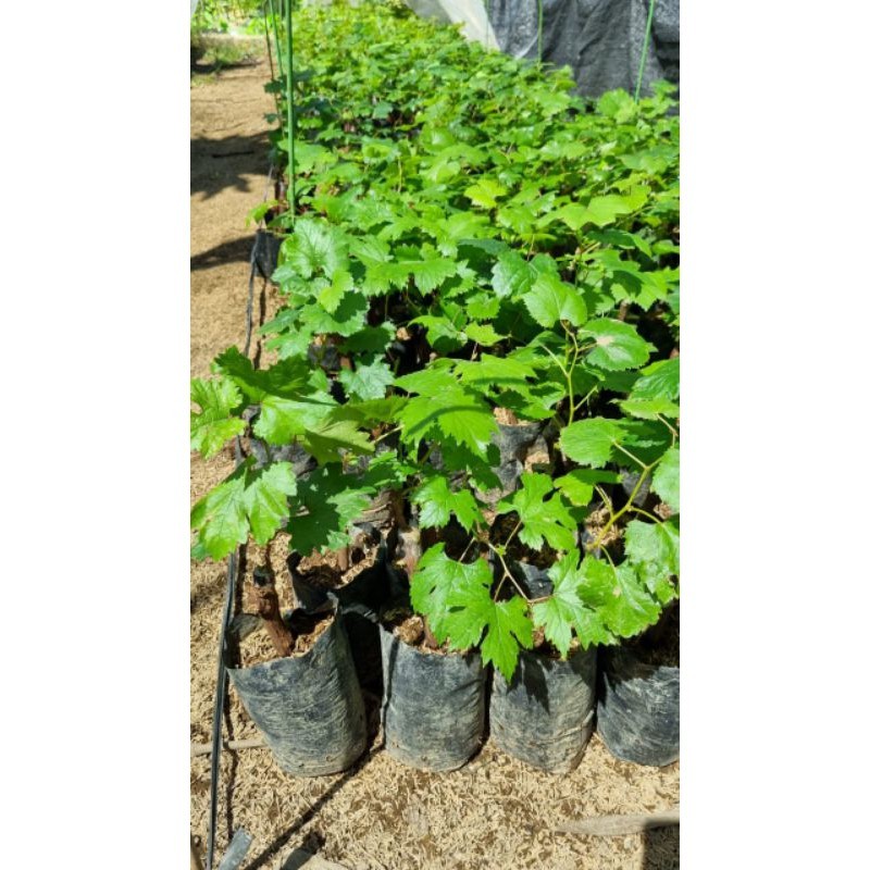 Readybibit anggur import moondrop (bibit anggur stek/grafting) bibit anggur