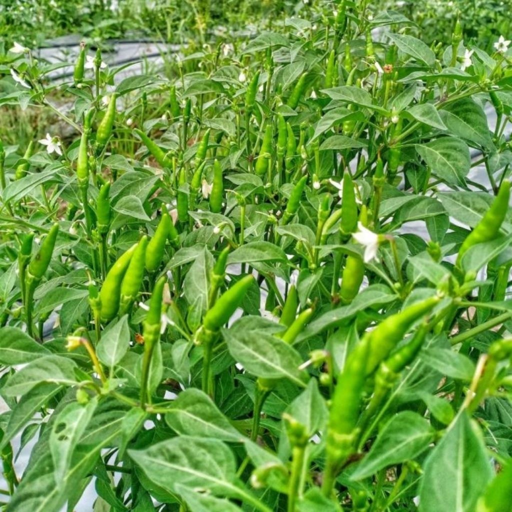 COD - Bibit Cabe Rawit Hijau  Varietas Unggul