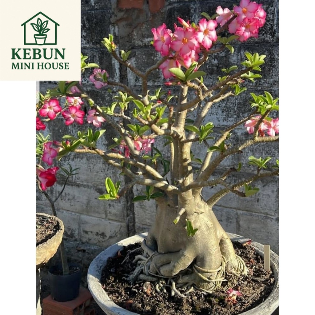 (NEW) Adenium bonggol besar