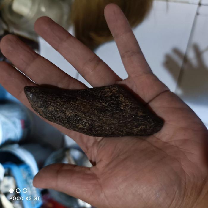 pusaka fosil gigi rusa purba KJM1122