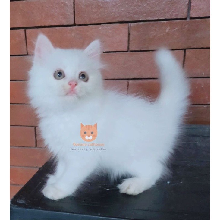 kucing Persian white solid longhair lucu