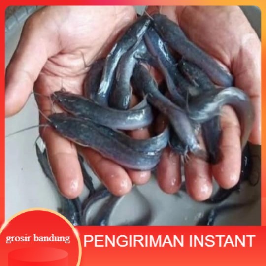 Bibit lele ukuran 8  -  9 cm per 500 ekor di bandung GROSIR BANDUNG