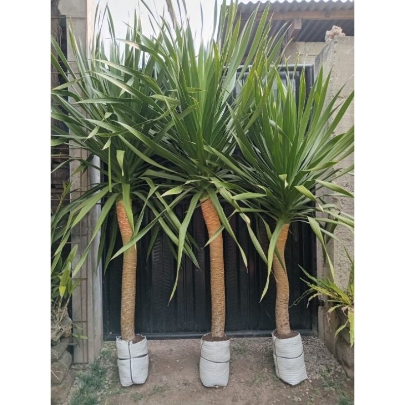 Pandan Bali Asli Batang Besar Tanaman Outdoor