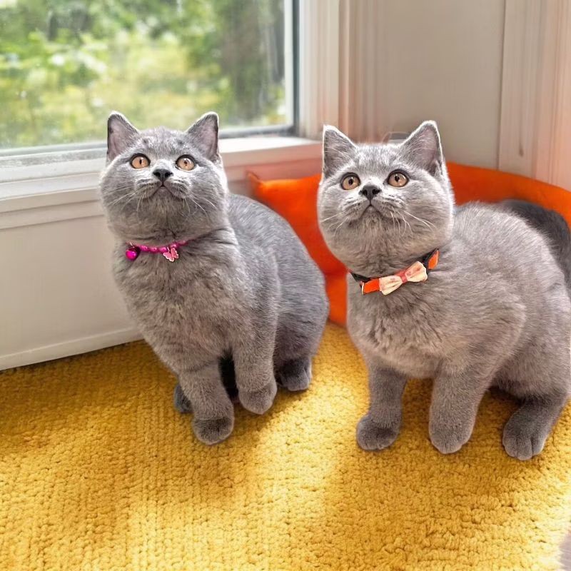 Kucing British Shorthair Kitten