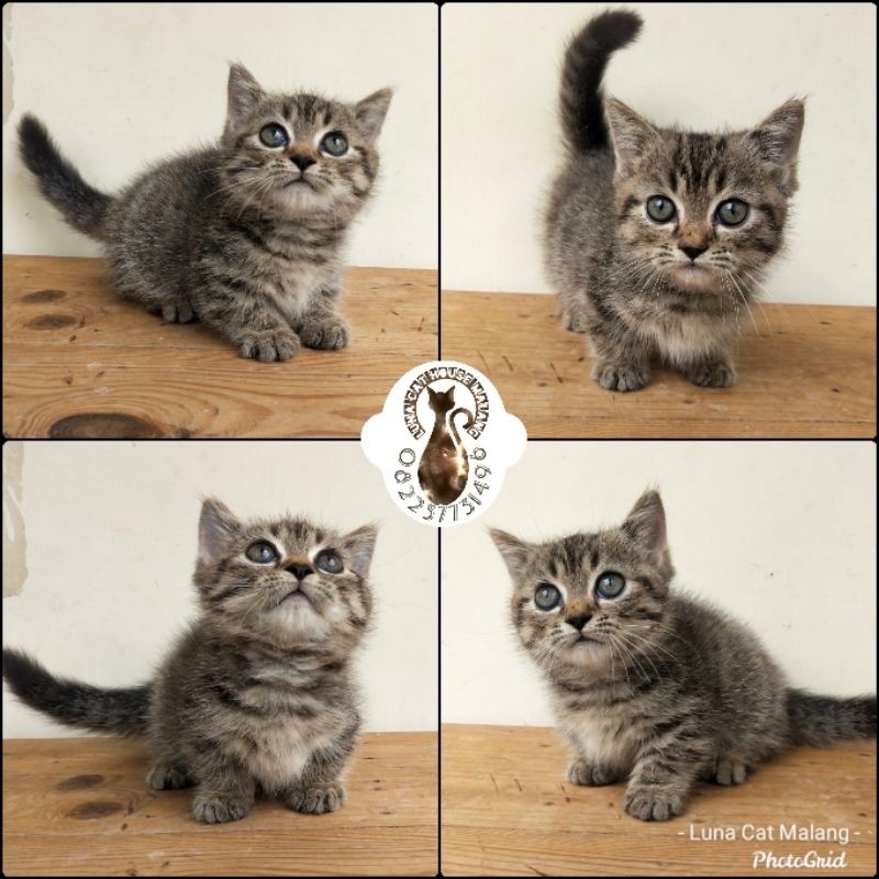 kucing munchkin gaelic straight