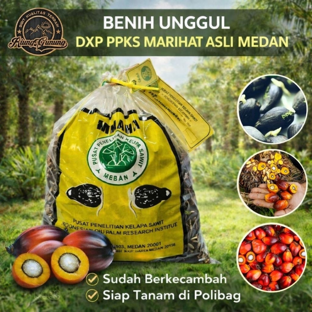 Bibit DxP PPKS Marihat Asli , Kecambah Sawit Unggul , Siap Tanam & Bersertifikat