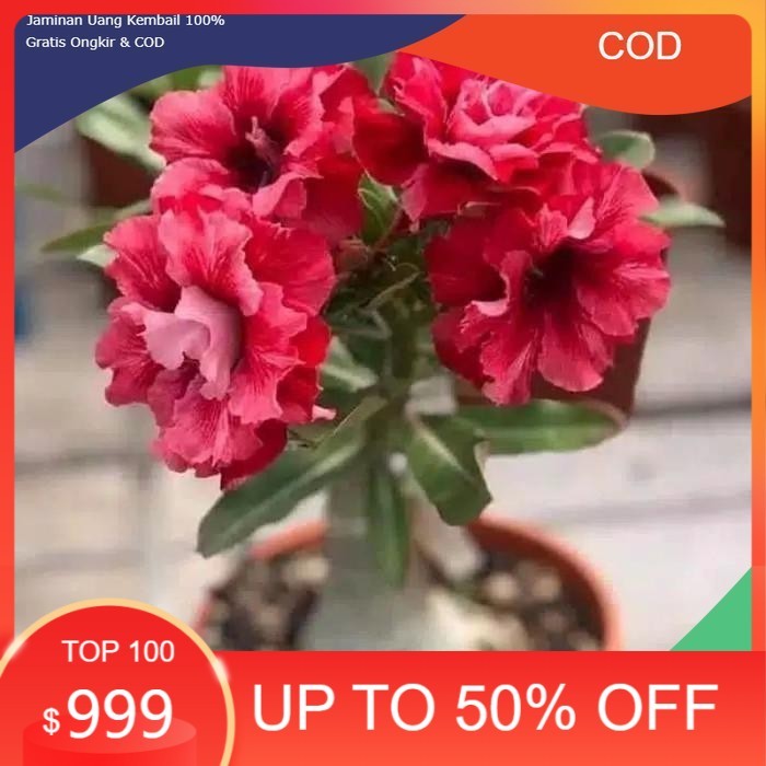 Pohon Kamboja Jepang-Adenium Bunga Merah Bonggol Besar (COD)