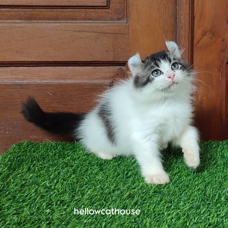 kucing kitten american curl kuoing super nekuk jantan