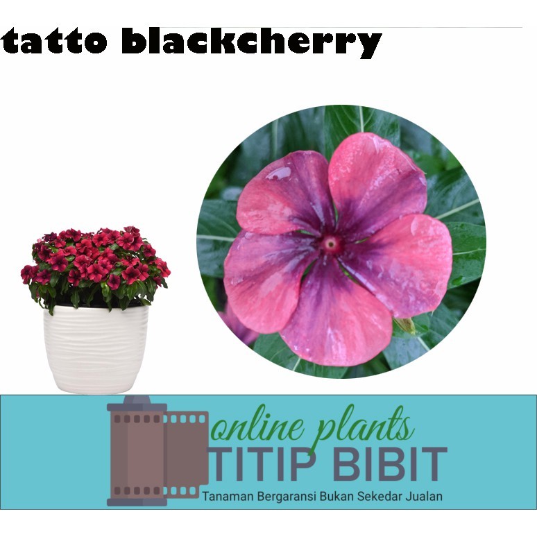 Tanaman Bunga Vinca Tatto Blackcherry (catharanthus roseus)