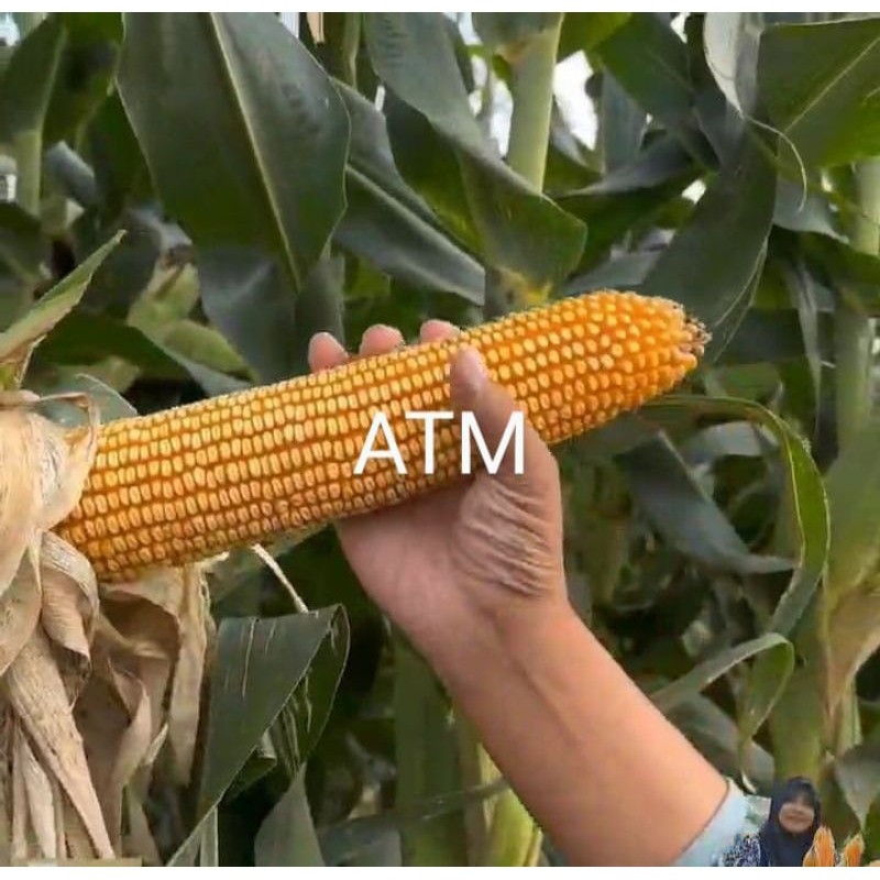 JAMIN MURAH !!!Benih Jagung Jepang Raksasa (Paket Promo beli 4 bonus 1 = 5kg)(BISA LANGSUNG ORDER)