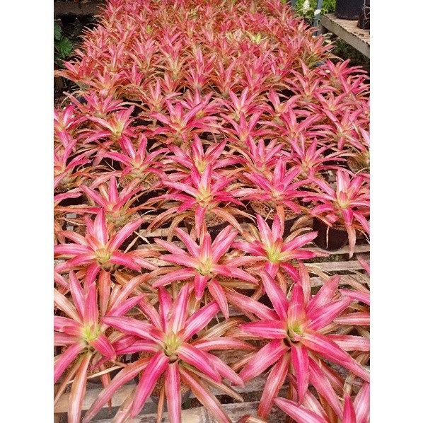 Tanaman Hias Bromelia Tricolor pohon hidup - TitipBibit