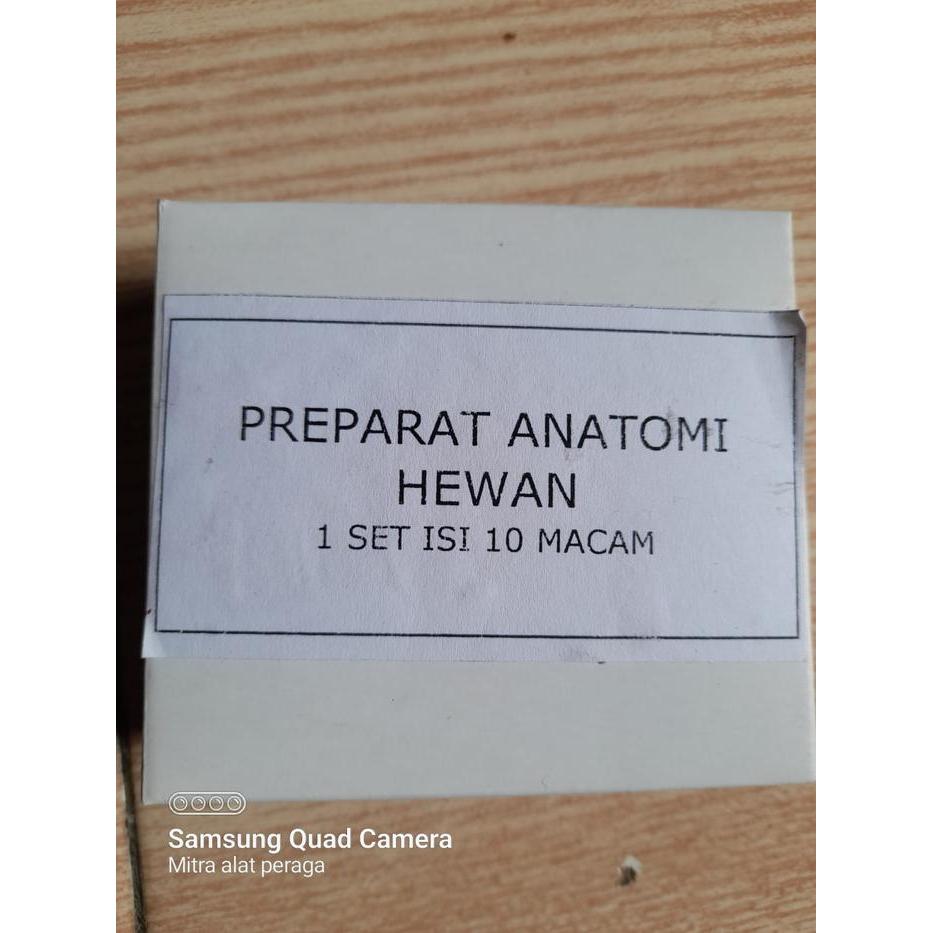 Preparat Anatomi Hewan