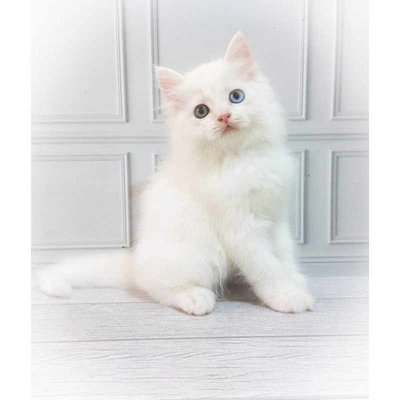 kucing persia Kitten/Himalaya/Persian