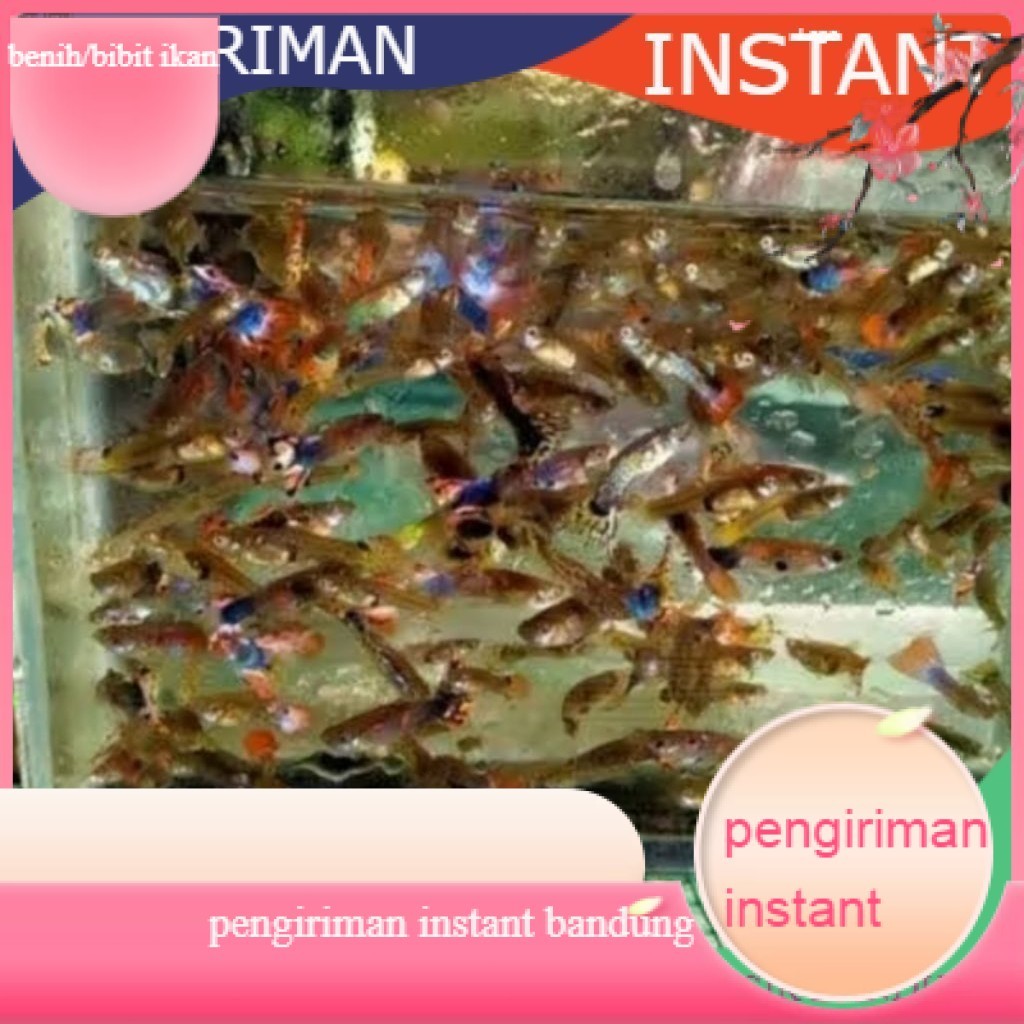 bibit ikan guppy cendolan per 10 ekor  GROSIR BANDUNG