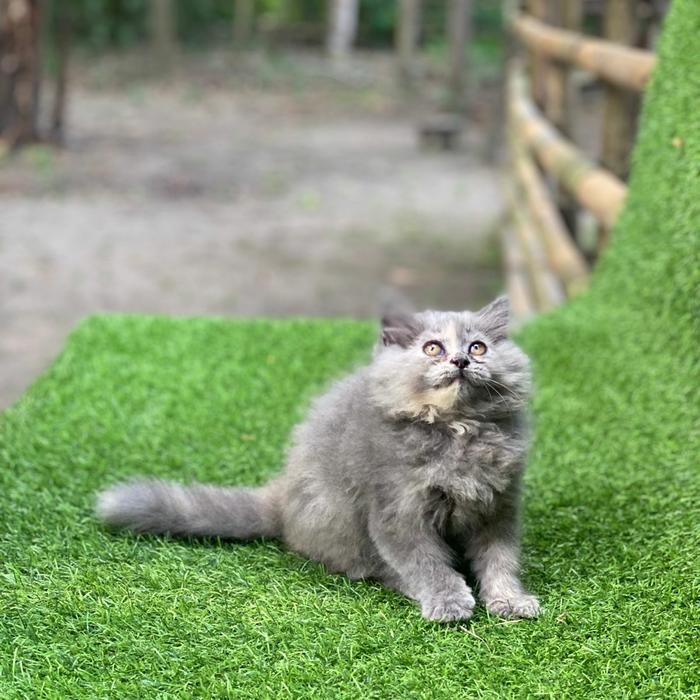 kucing Persia kitten long hair