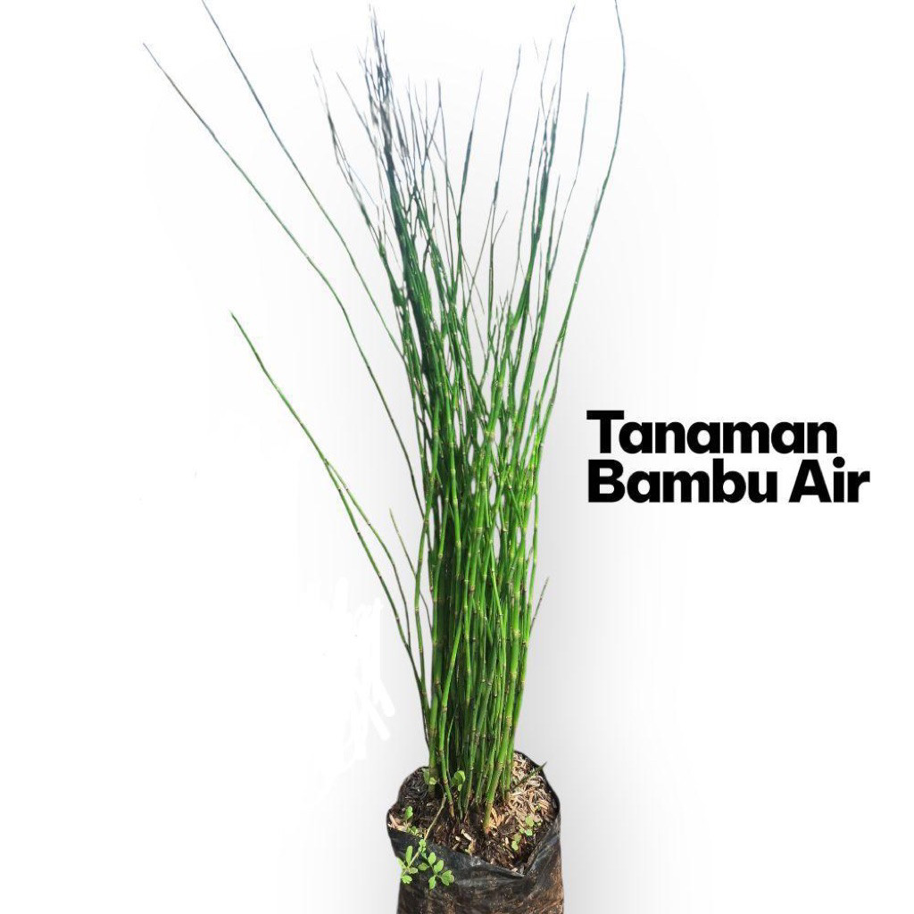 PROMO tanaman hias bambu air / tanaman hias bambu air estetik - tanaman bambu air