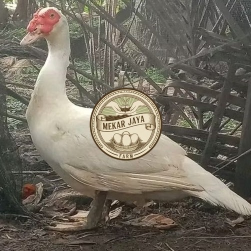 telur entok jumbo asli leher panjang bisa di tetaskan Mekarjaya Farm