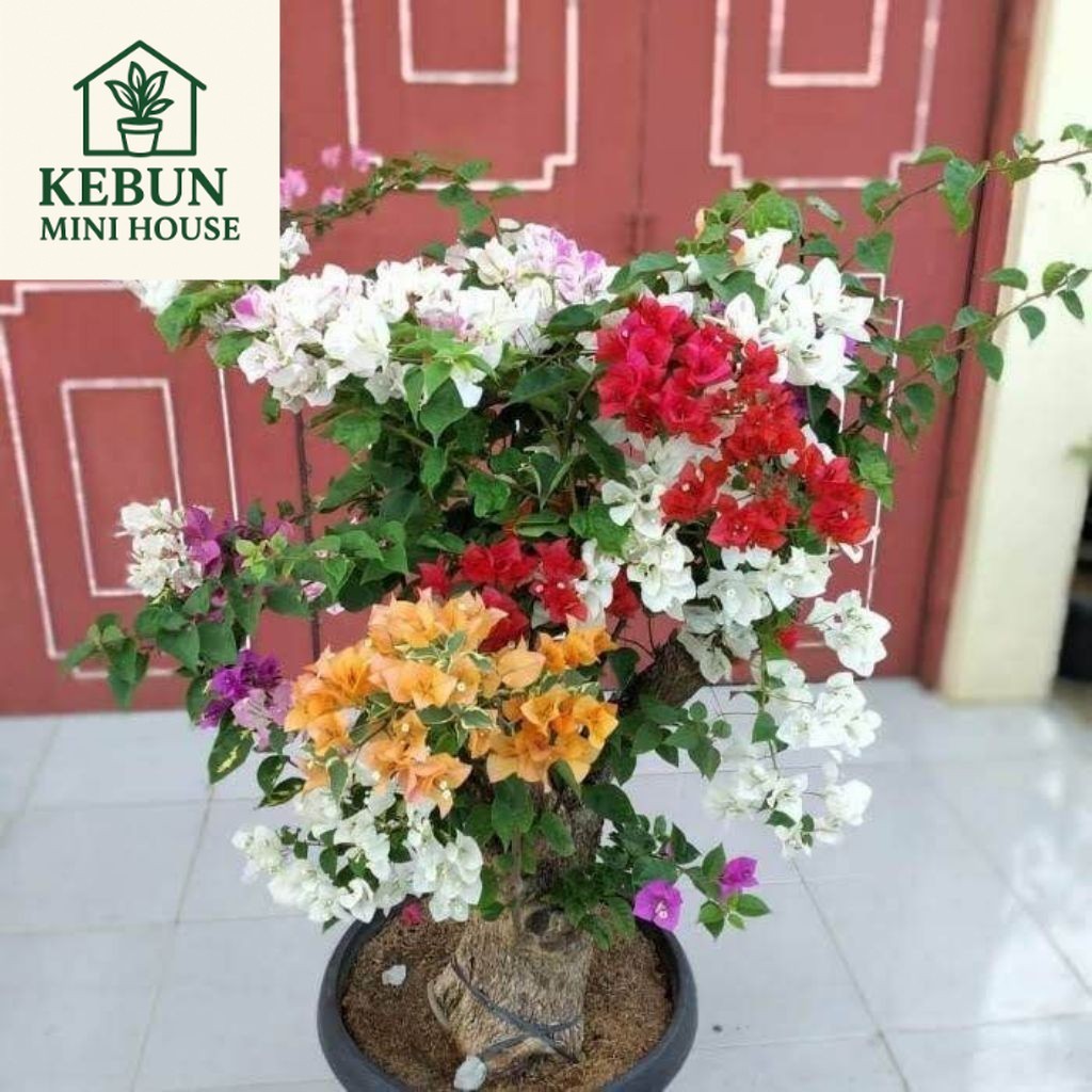 (NEW) ( BISA COD ) TERMURAH Tanaman Hias Bougenville 4 Warna - Bibit Bougenville 4 Warna