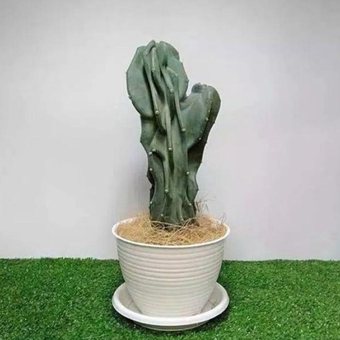 Tanaman Hias Kaktus Lilin Atau Cactus Pagoda Tanaman Hidup Kaktus Batu Pohon Kaktus Batu - Kaktus Li