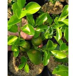 Bibit Jeruk Kasturi Sudah Berbuah - Bibit Jeruk Es Spesial Tanaman Buah Unggul