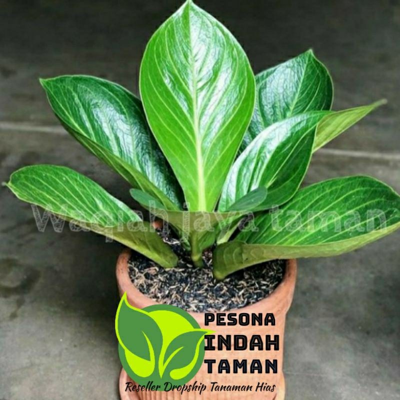 Tanaman hias anthurium jemani cobra - Anthurium jemani cobra